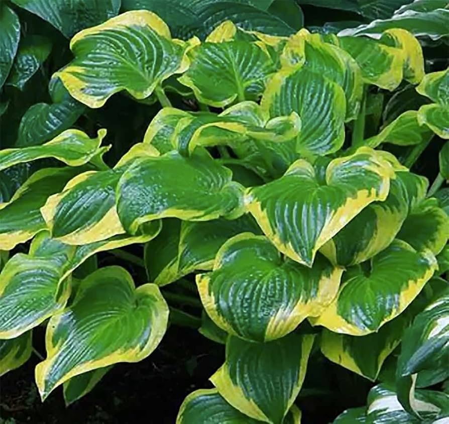 Amazon.com : Wide Brim Hosta - Shade Plant, 24-28